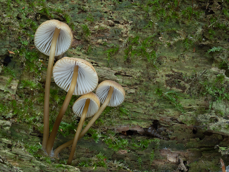 Mycena viridimarginata